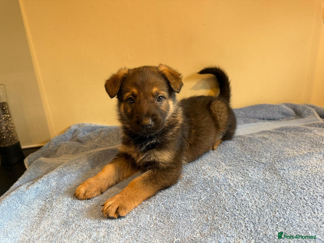 German Shepherd dogs for sale: German shepherd puppies  - Advert 5