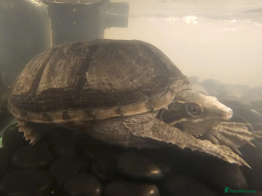 Turtle reptiles for sale: Turtle - Advert 2