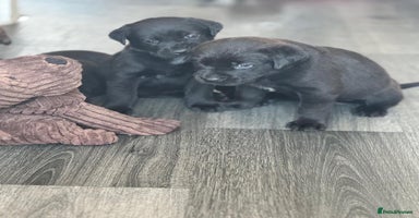 Mixed Breed dogs - Advert 7