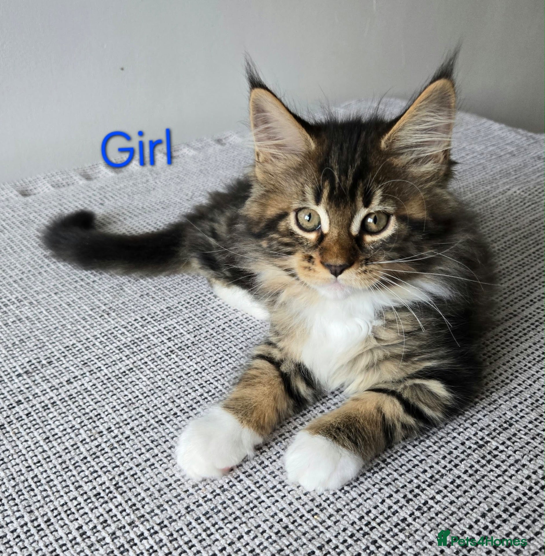 Maine Coon cats for sale: 3 Gorgeous Maine Coon kittens. - Advert 1