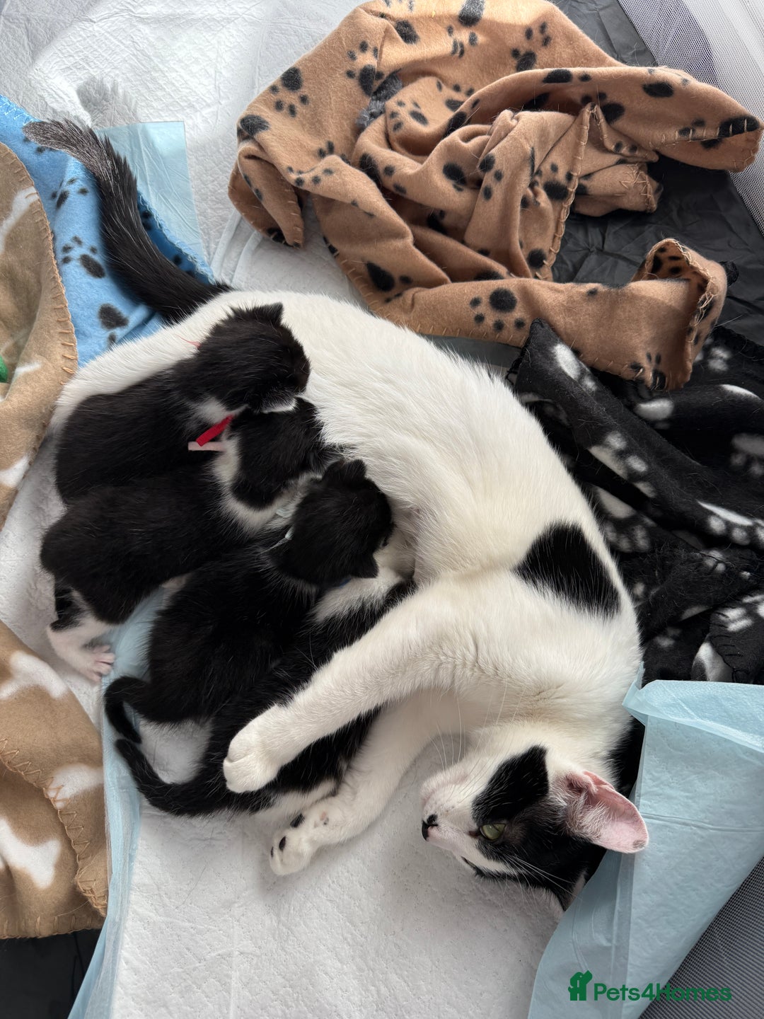 Mixed Breed cats for sale: 3 beautiful tuxedo kittens for sale  - Advert 4