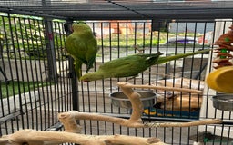 Ringnecks birds for sale: Bonded pair of Indian ringneck  - Image 2