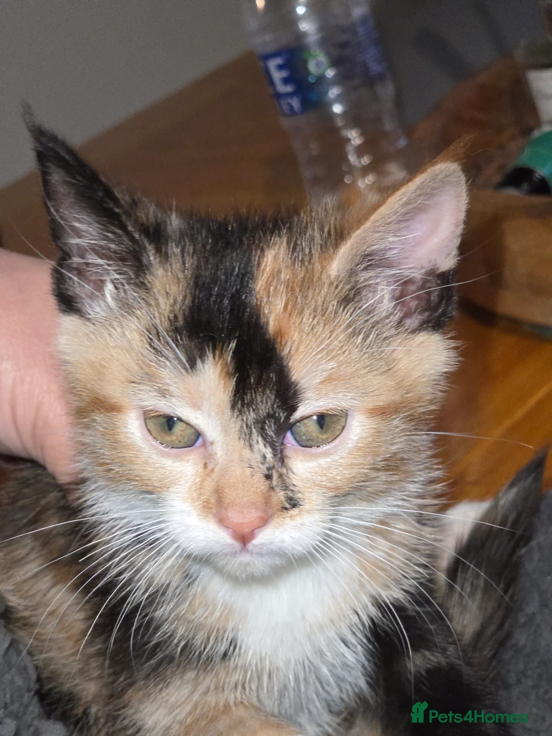 Mixed Breed cats for sale: Kittens  - Advert 20