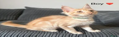 Ginger Boy