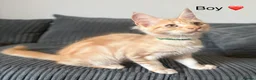 Maine Coon cats for sale: GCCF Registered Maine Coon kittens ❤️ - Advert 5