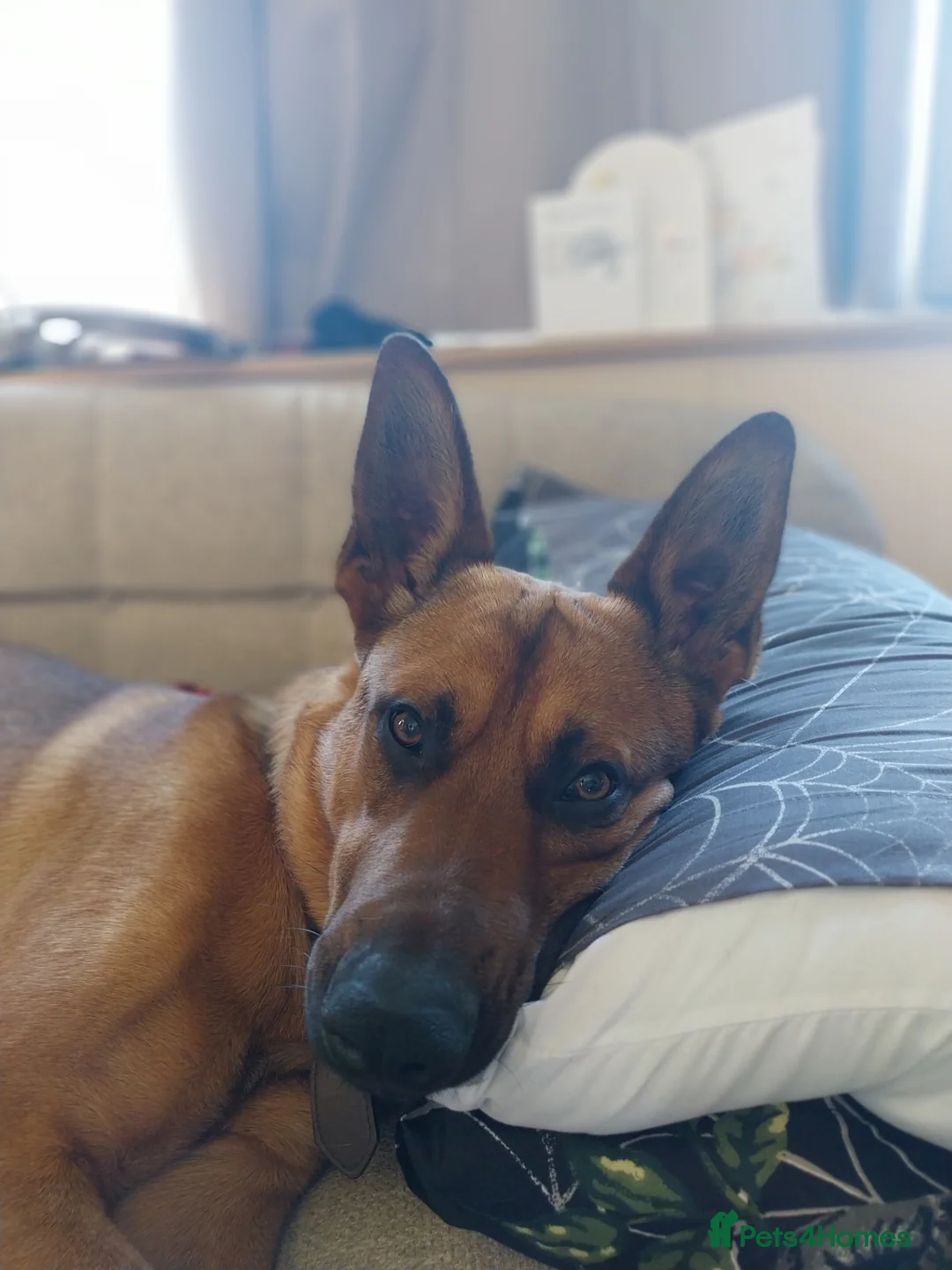 Mixed Breed dogs for sale: Dutch shepherd  - Advert 1