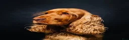 Cocker Spaniel dogs for sale: Show Type Cocker Spaniel puppies available in Welwyn - Advert 5