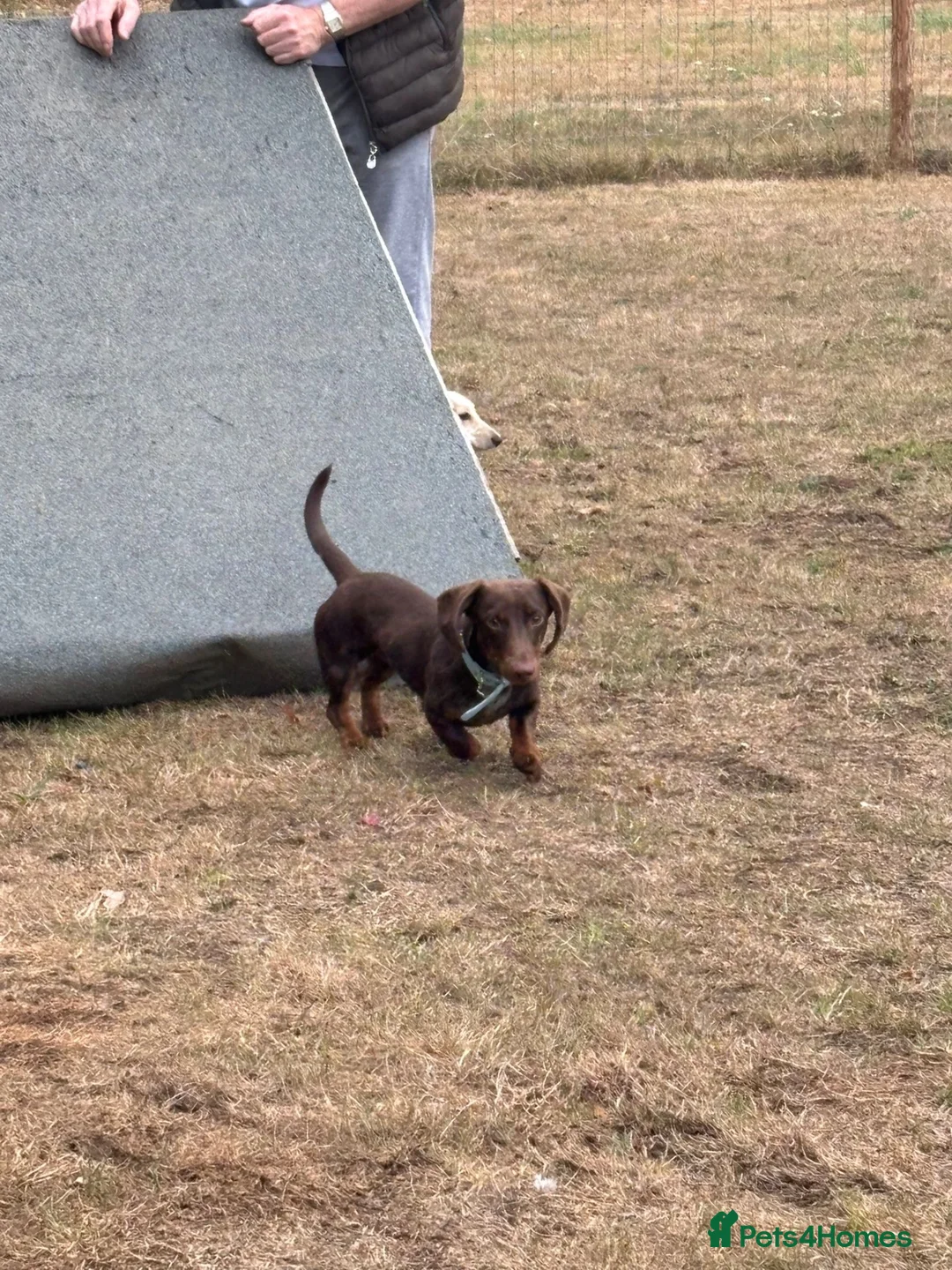 Miniature Dachshund dogs for sale: Miniature Dachshund in Enfield - Advert 4