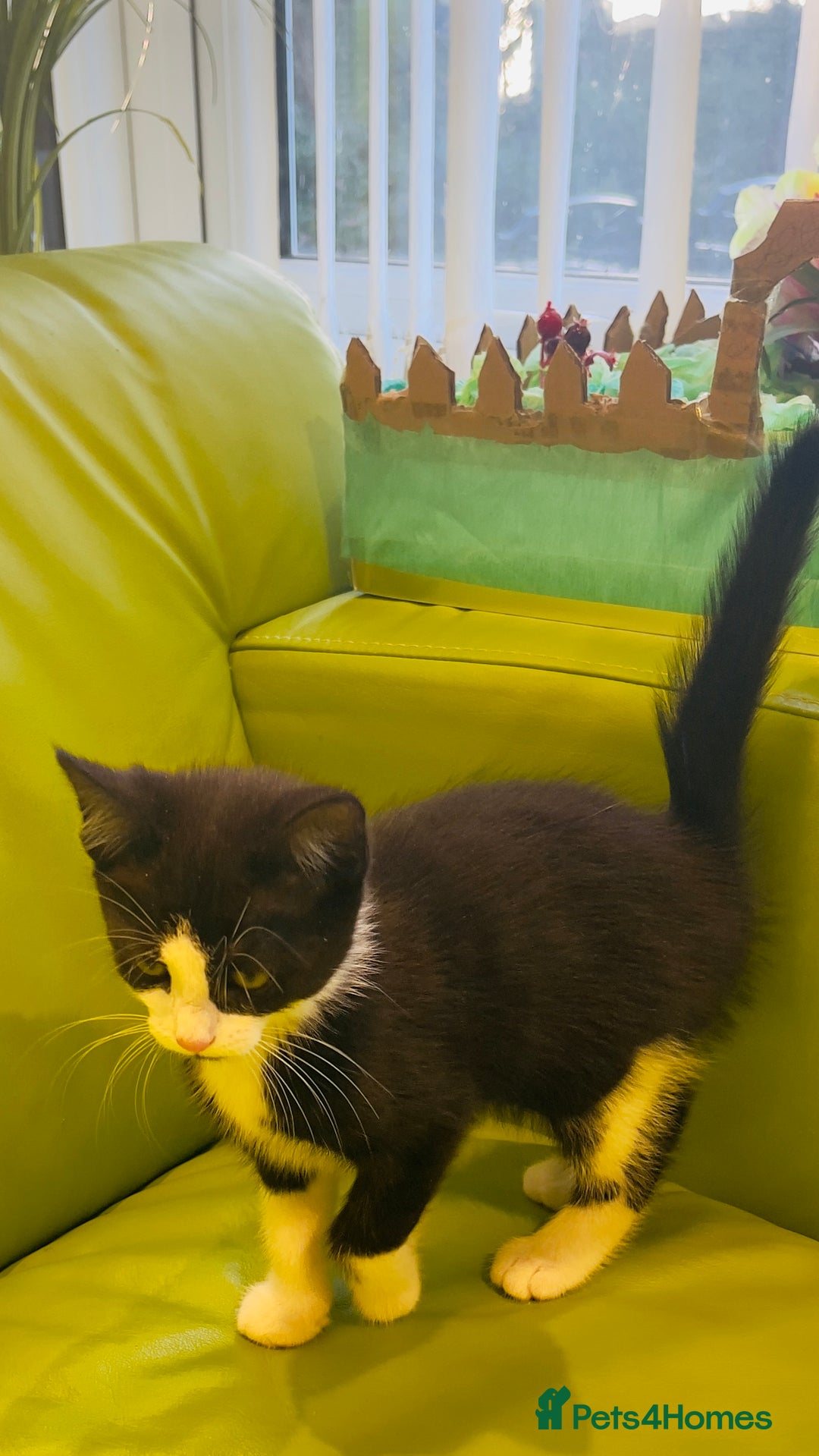 Mixed Breed cats for sale: Wonderful ,healthy clever village Kittens for sale - Advert 30