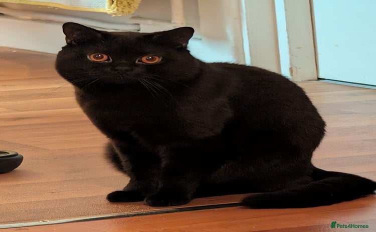 British Shorthair cats British short hair black male  - Advert 2
