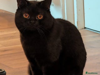 British Shorthair cats British short hair black male - Advert 2