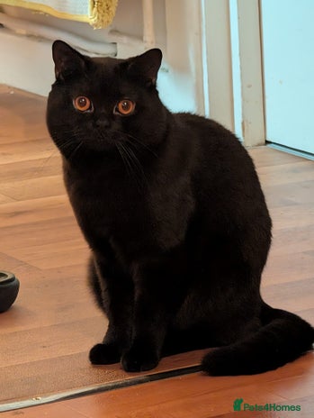 British Shorthair cats British short hair black male - Advert 3