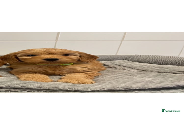Cockapoo dogs - Advert 8