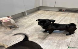 Pug dogs for sale: 🐾 Adorable 9-Week-Old Pug Puppies 🐾 - Image 8