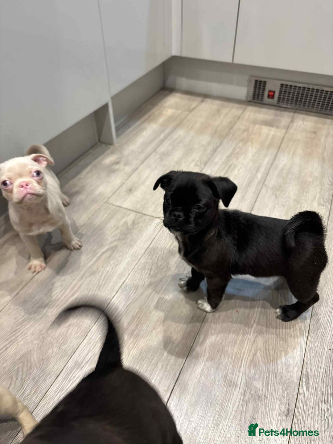 Pug dogs for sale: 🐾 Adorable 9-Week-Old Pug Puppies 🐾 - Image 8