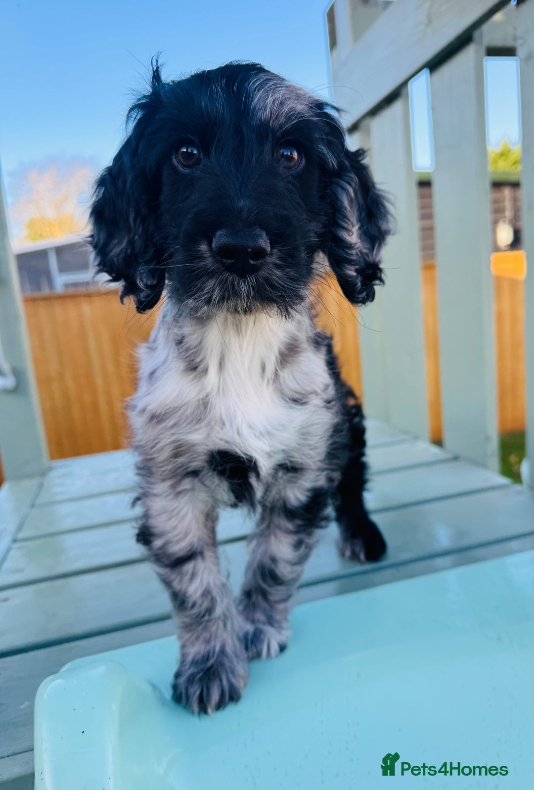 Cockapoo dogs for sale: Cockapoo Babies 🐾🐾🐾 - Advert 9