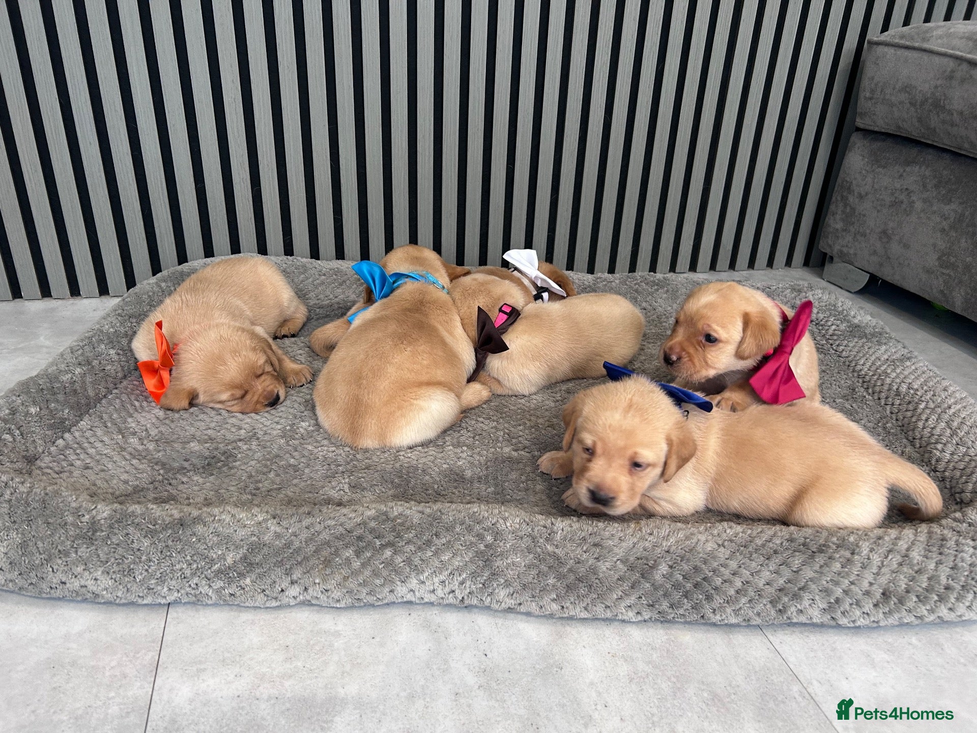 Labrador Retriever dogs Beautiful Labrador Puppies - Advert 11