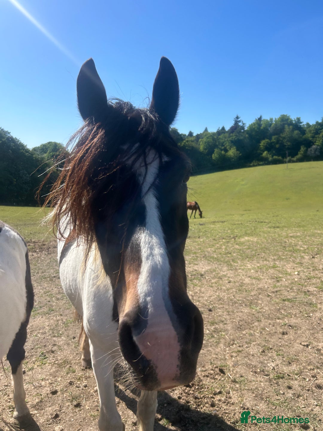 Trotter horses for sale: Companion horses looking for pet homes - Advert 5