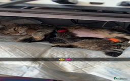 Bengal cats for sale: 10 Beautiful Bengal Kittens - Image 21