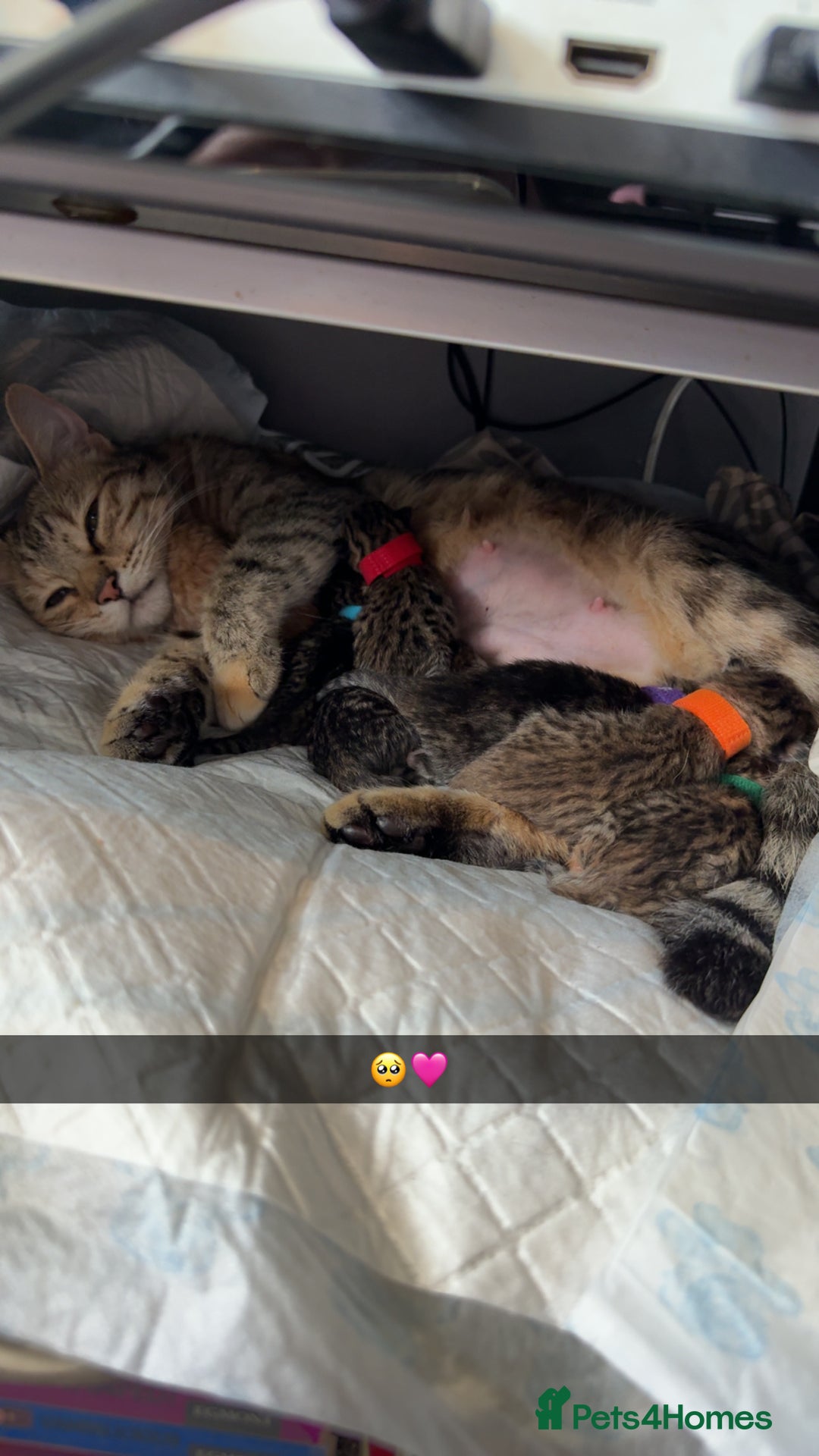 Bengal cats for sale: 10 Beautiful Bengal Kittens - Image 21