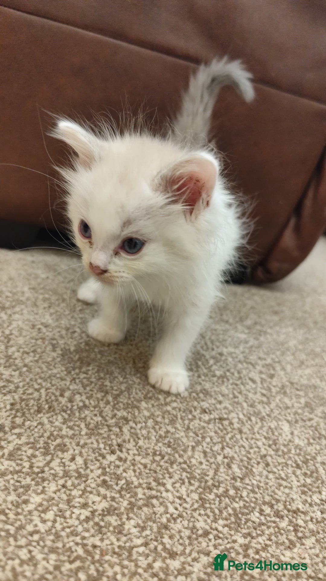 Ragdoll cats for sale: Persian ragdoll - Image 6