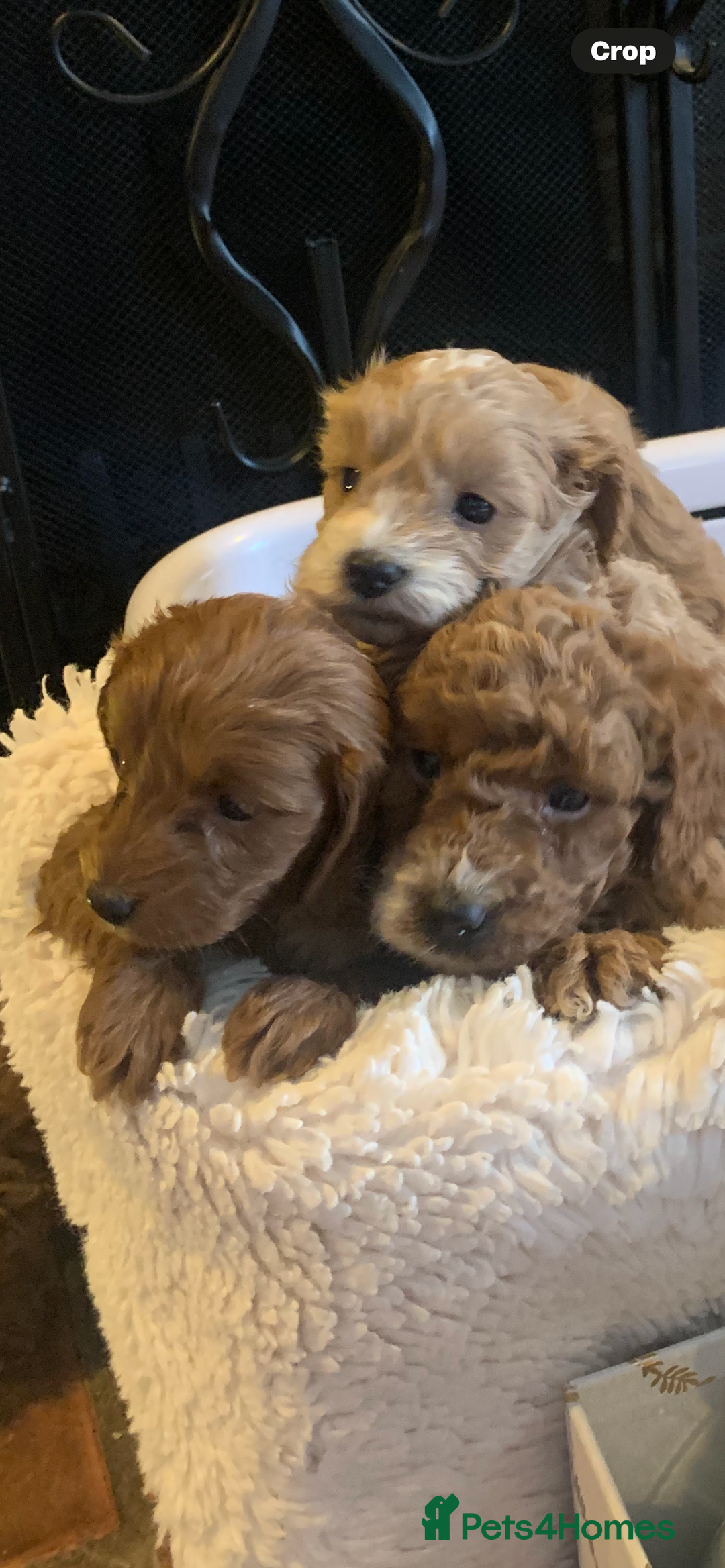 Cockapoo dogs for sale: F1b cockapoo  - Advert 2