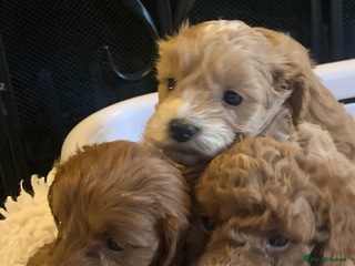 Cockapoo dogs F1b cockapoo - Advert 6