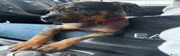Mixed Breed dogs for sale: CANE CORSO X ROTTWEILER  - Advert 2
