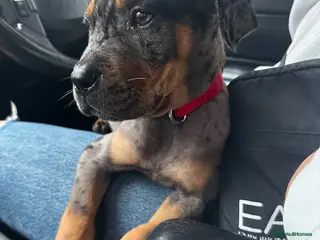 Mixed Breed dogs CANE CORSO X ROTTWEILER - Advert 1