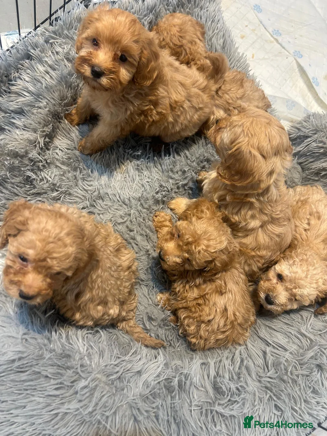 Cockapoo dogs for sale: Beautiful babies available  - Advert 2
