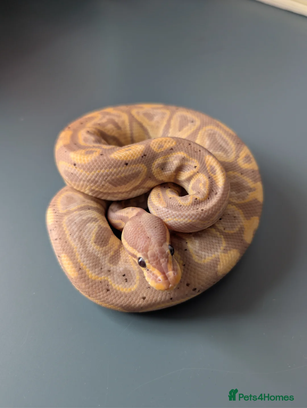 Python Snake reptiles for sale: Banana Black Pastel - Advert 2
