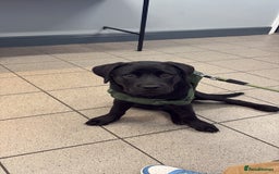 Mixed Breed dogs for sale: Big Teddy Bear  - Image 2