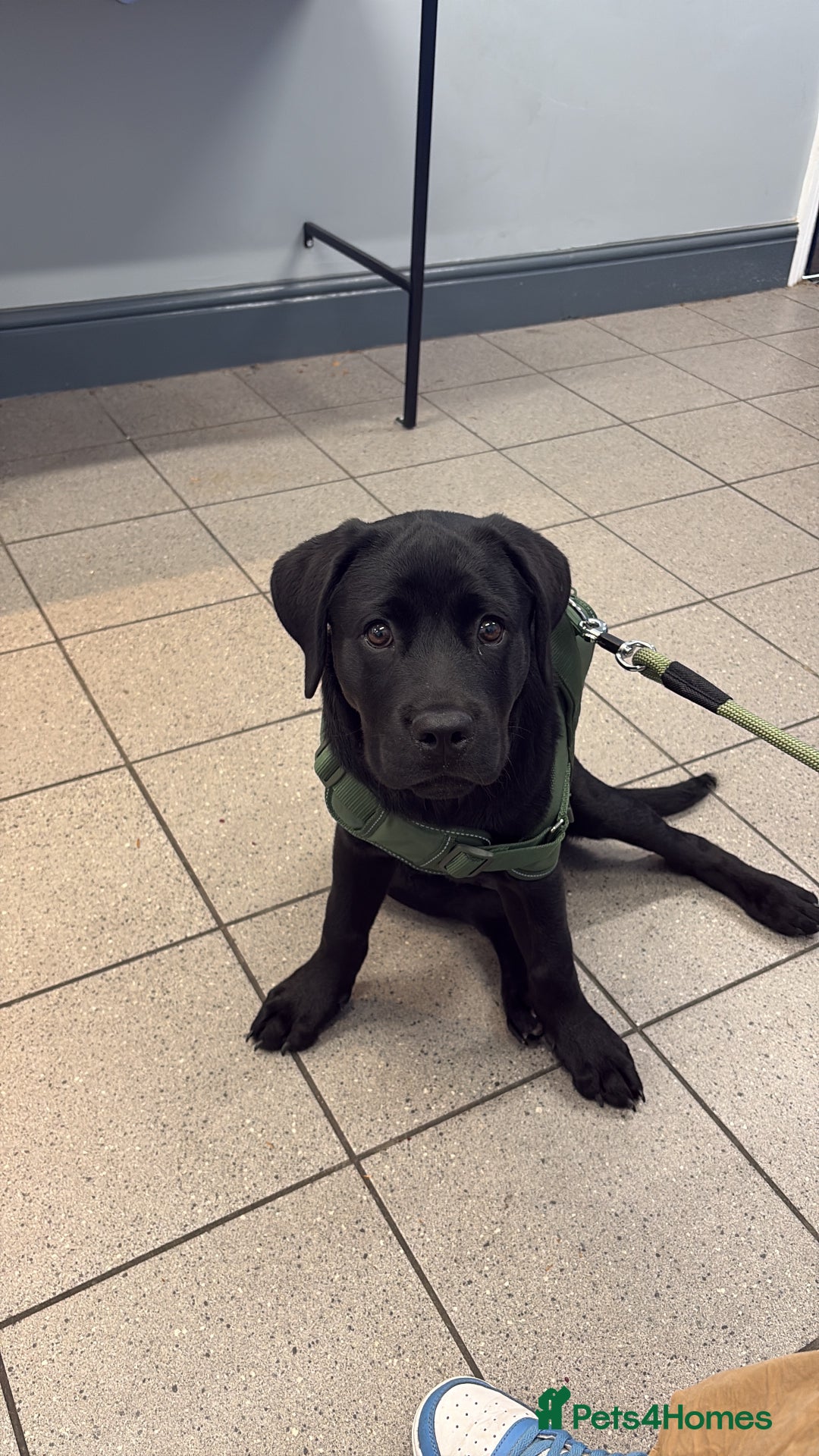 Mixed Breed dogs for sale: Big Teddy Bear  - Image 2