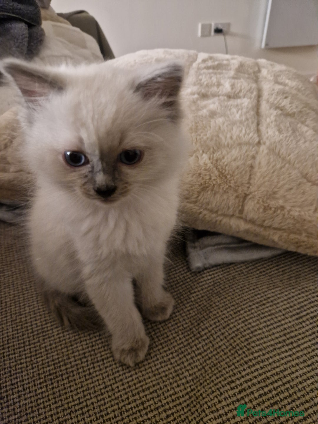 Ragdoll cats for sale: Adorable Ragdoll Kitten Ready for a loving home - Advert 8