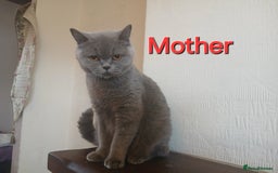 British Shorthair cats for sale: Pedigree British shorthair - Advert 18
