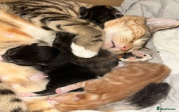 Mixed Breed cats for sale: One boy one girl - Advert 1