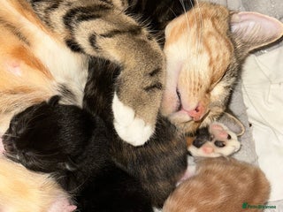 Mixed Breed cats One boy one girl - Advert 1