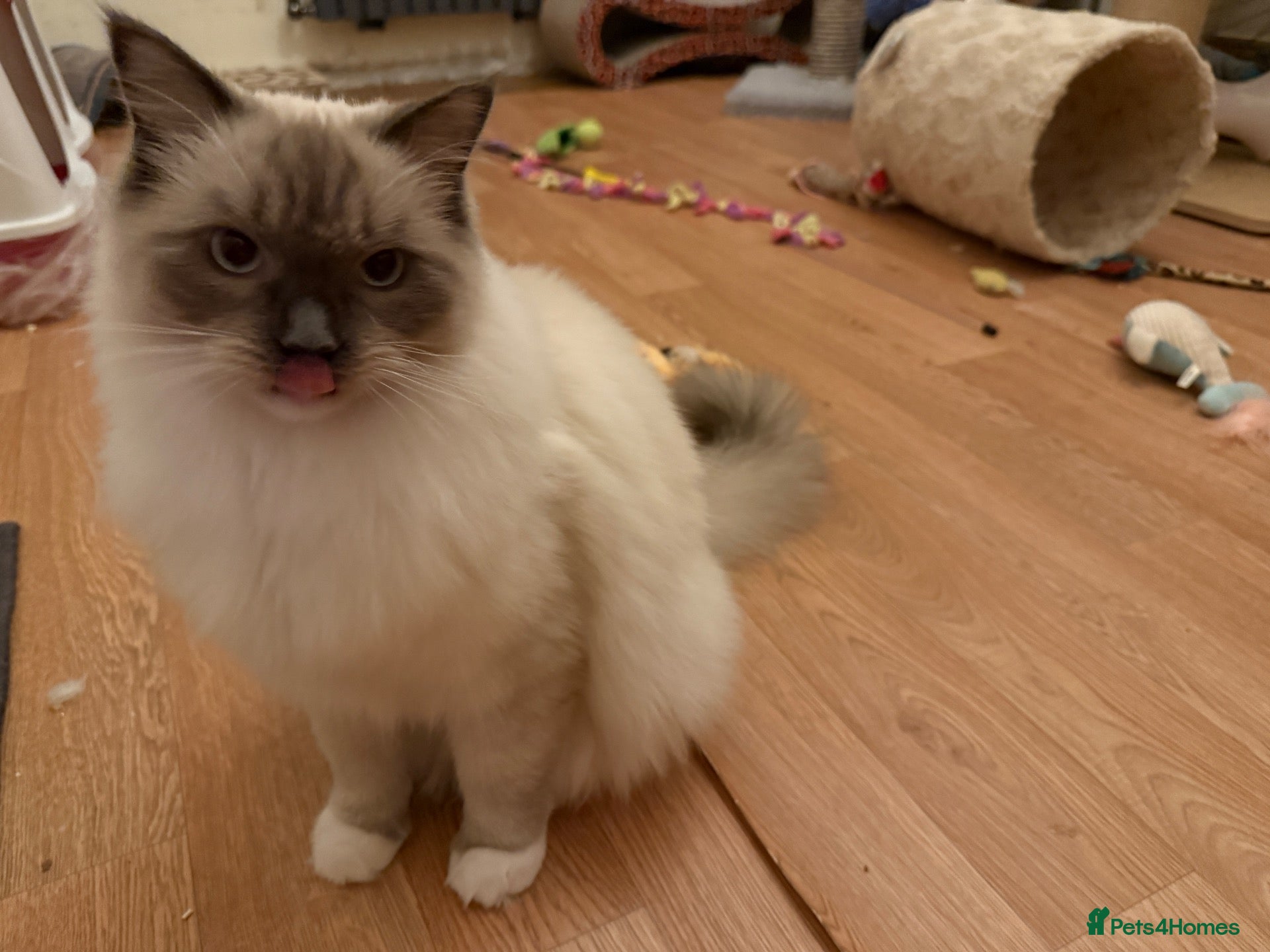 Ragdoll cats for sale: GCCF Registered Ragdoll  - Advert 2