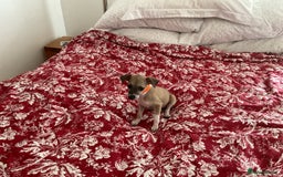 Italian Greyhound dogs for sale: Gorgeous Italian greyhound puppies  - Image 2