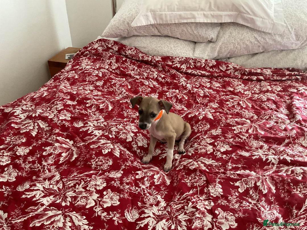 Italian Greyhound dogs for sale: Gorgeous Italian greyhound puppies  - Image 2