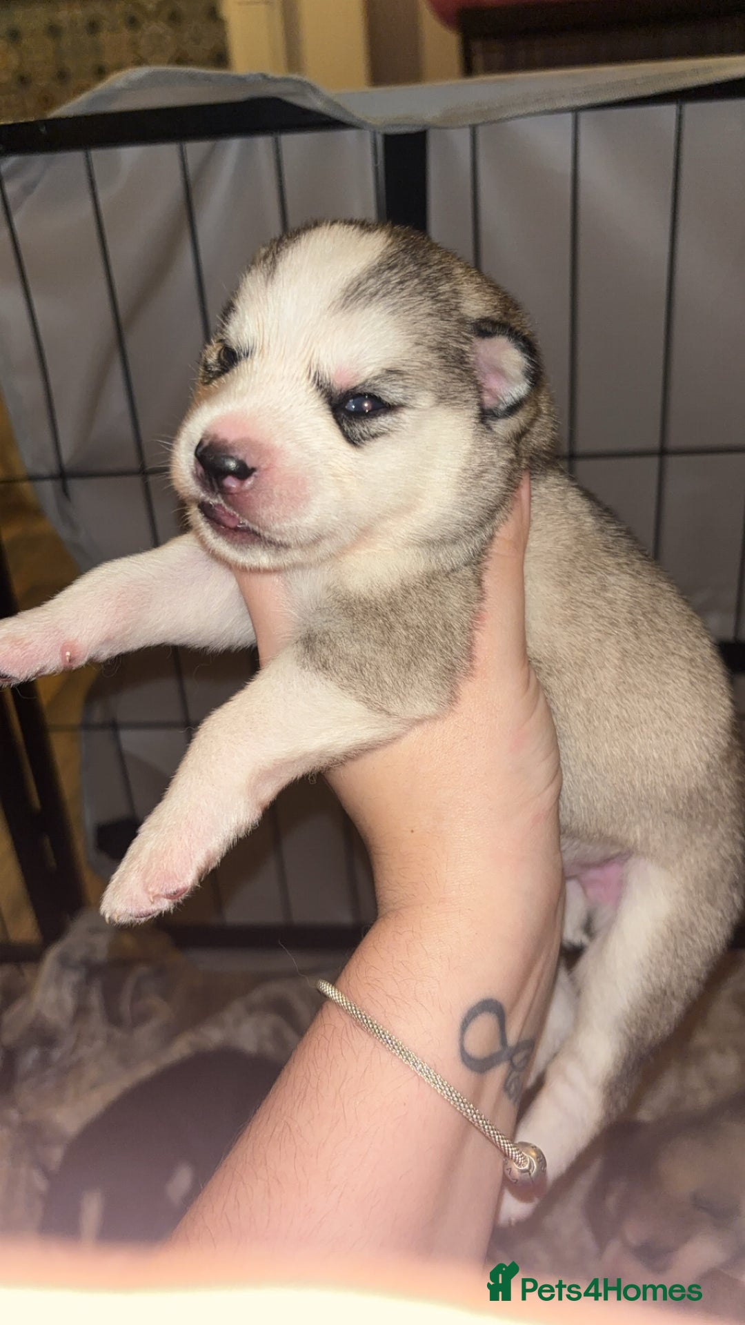 Siberian Husky dogs for sale: 6 Beautiful Siberian Husky’s ❤️ - Advert 17