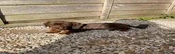 Miniature Dachshund dogs for sale: Short haired miniature dachshunds  - Advert 3