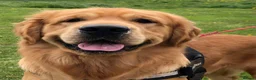 Golden Retriever dogs for stud: Handsome Hugo ready for stud - Advert 8