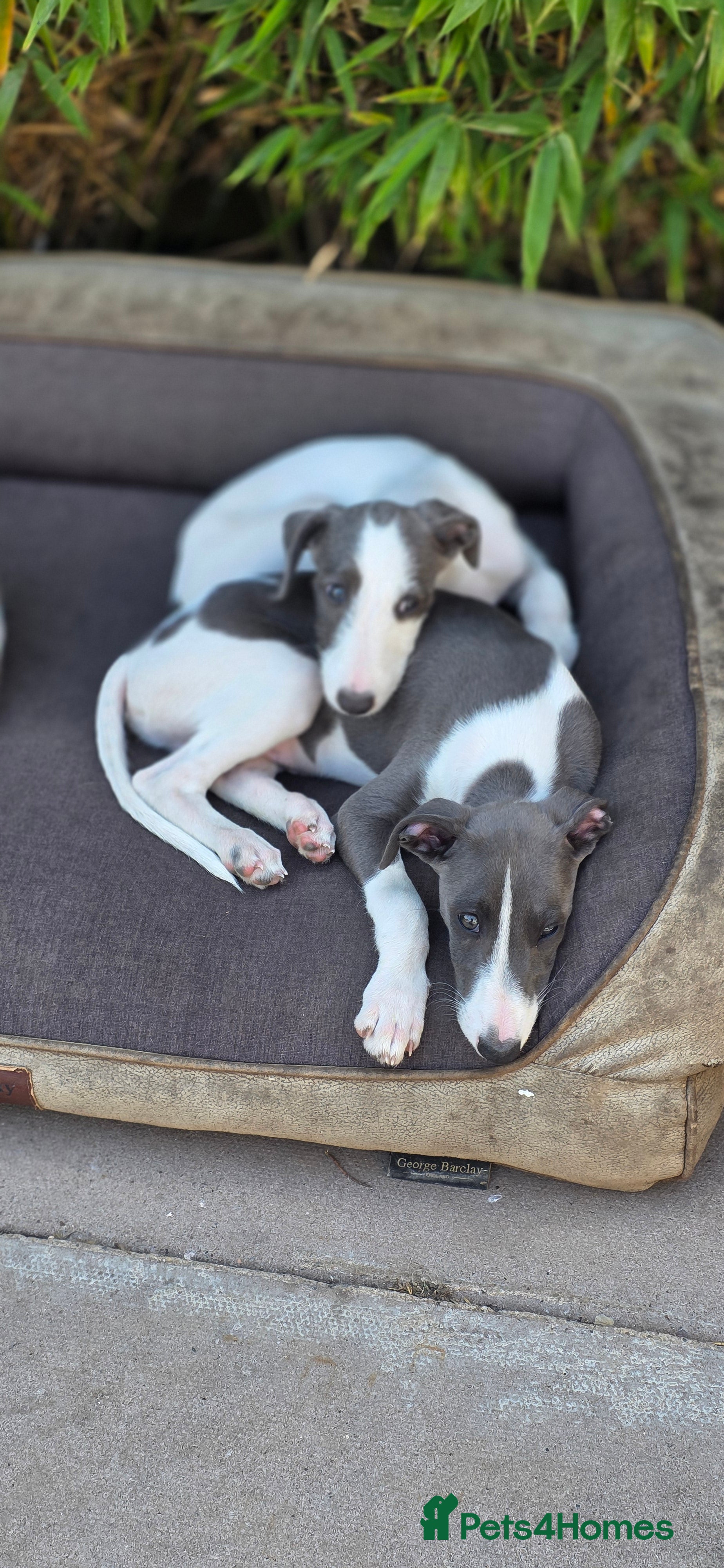 Mixed Breed dogs Bedlington whippets  - Advert 2