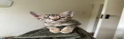 Bengal cats for sale: Bengal X Savannah kittens  in Feltham - Advert 12
