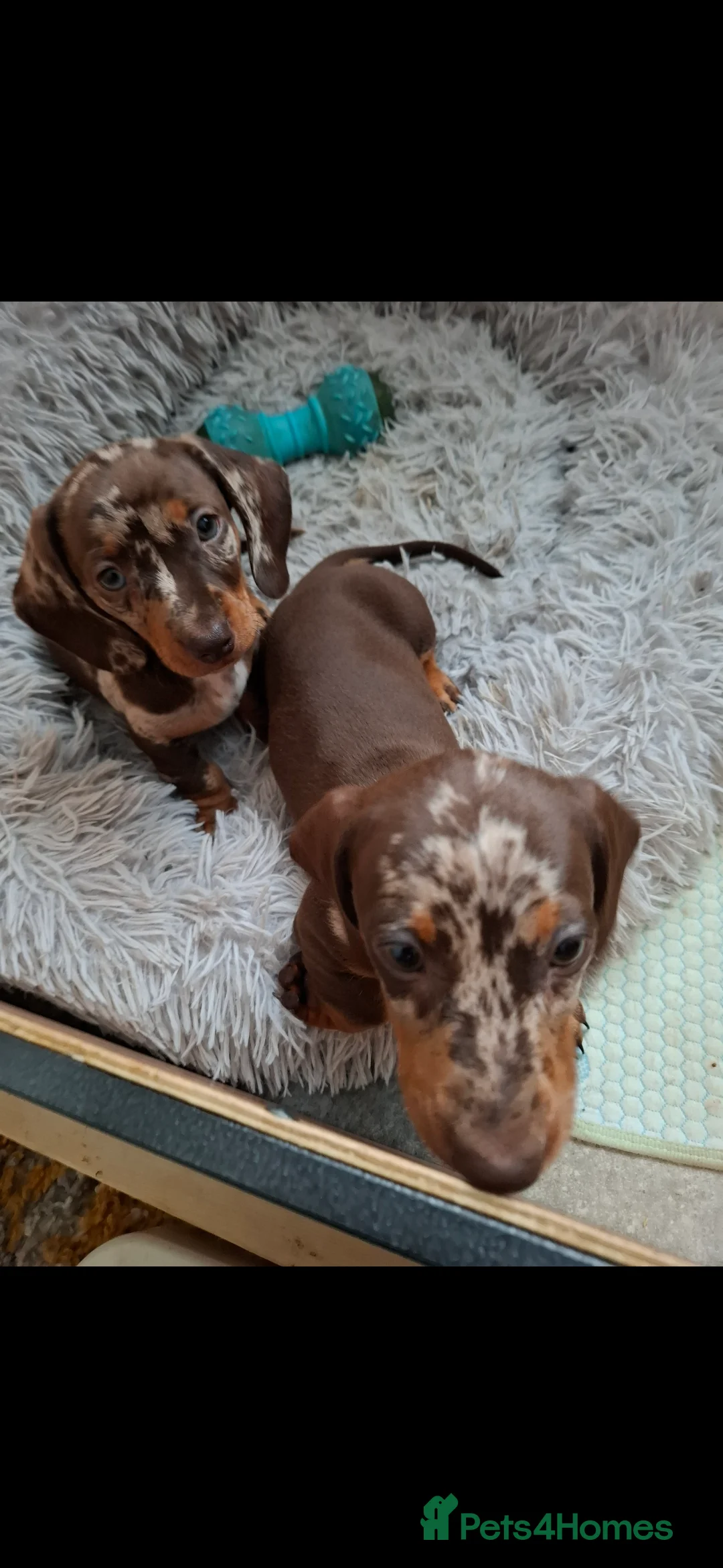 Miniature Dachshund dogs for sale: Miniature Dachshund smooth pups for sale ready now - Advert 13
