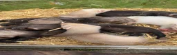 Ferret rodents for sale: 1 sandy hob and 1 Jill available  - Advert 6