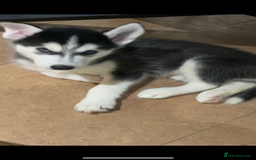 Siberian Husky dogs for sale: Siberian husky - 8 weeks old - Image 2