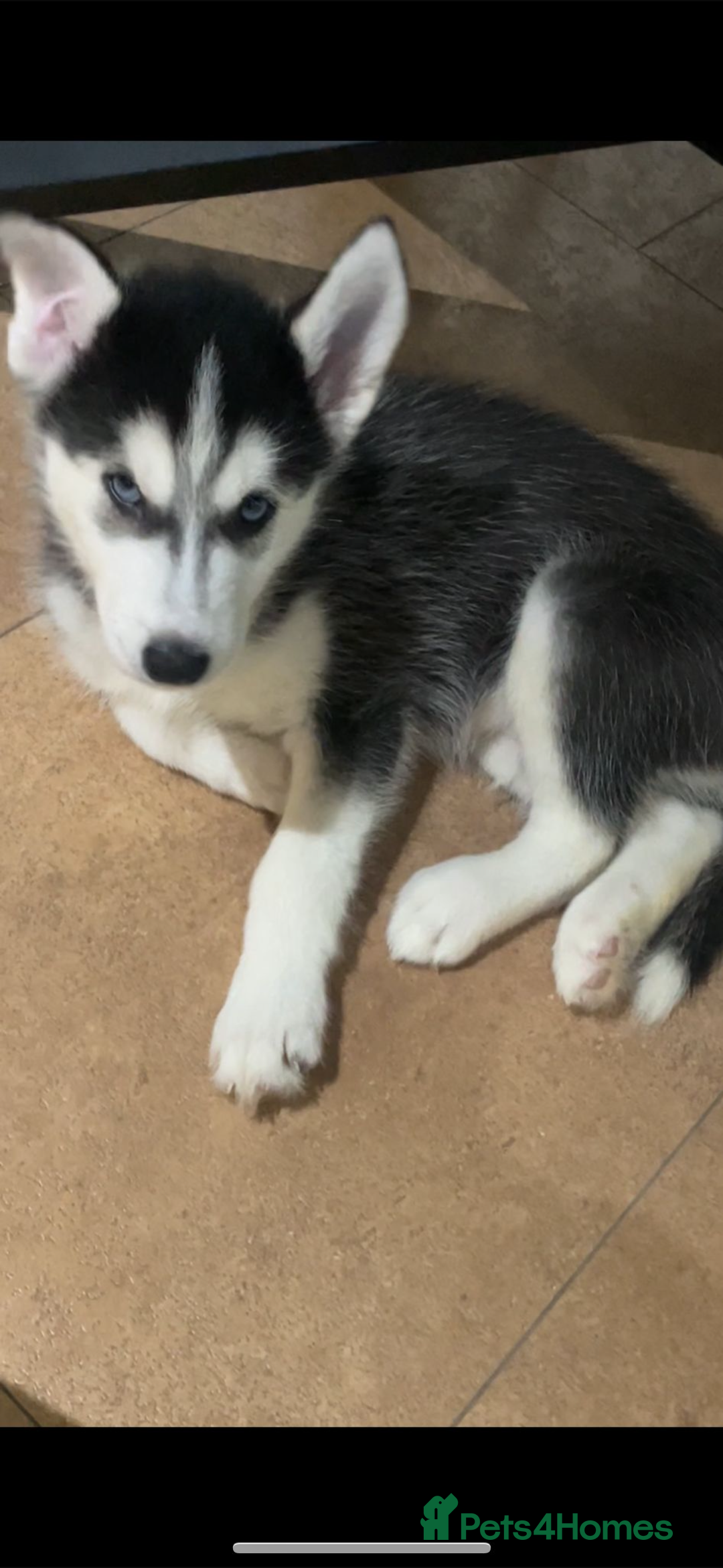Siberian Husky dogs for sale: Siberian husky - 8 weeks old - Image 2