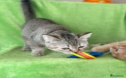 Scottish Fold cats for sale: Beautiful kittens just for you - Image 29